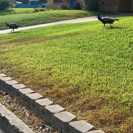 The Peahen House-2